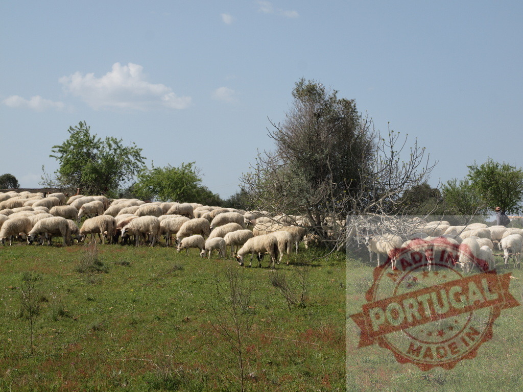 Sheep flock grazing green pasture on a sunny day | Flock of sheep grazing on green fields under a clear blue sky, showing rural agriculture - Realisiert mit Pictrs.com