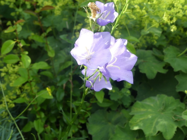 Pfirsischblättrige GB | Verkauf von Fotos und  Videoclips zumThema Natur.Motive sind Pflanzen, Tiere, Landschaftenund Wetter - Realisiert mit Pictrs.com