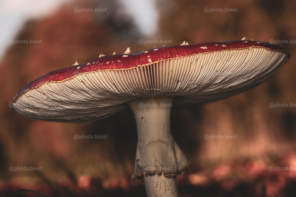 El Giganto | Ein sehr großer, erwachsener Fliegenpilz vor herbstlicher Kulisse. - Realisiert mit Pictrs.com