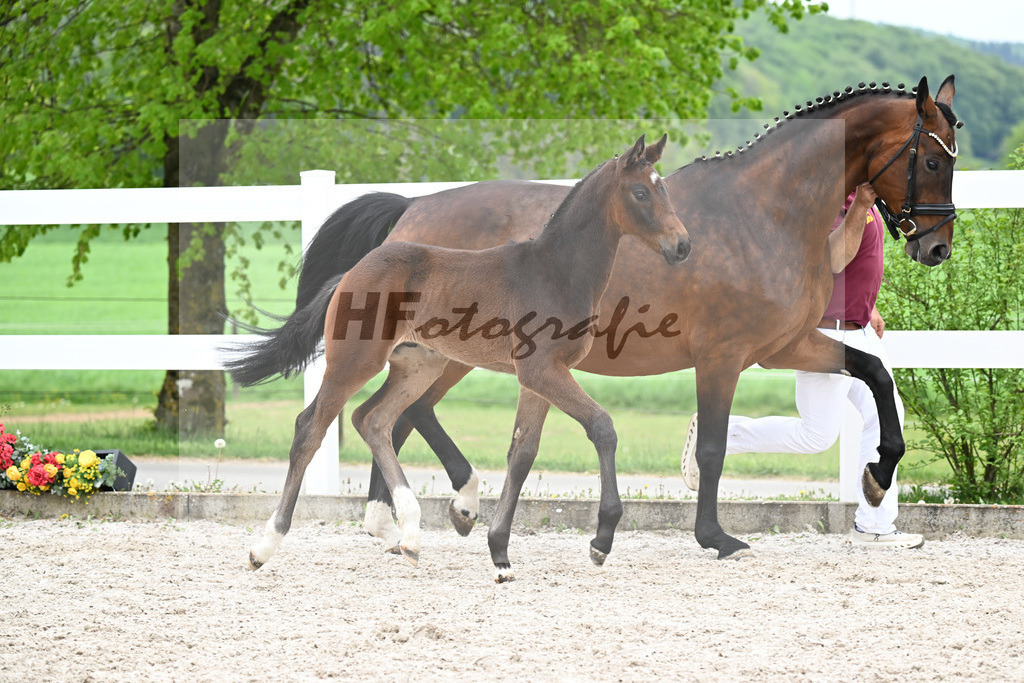Kat-Nr. 8 HF Tesino RS x Benetton Dream_Greim_23260916 | hf-fotografie - Realizzato con Pictrs.com