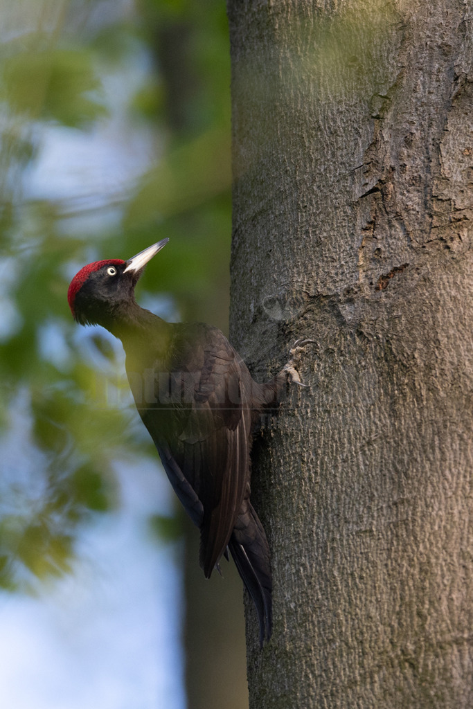 20220427181232 | Schwarzspecht an seiner Bruthöhle - Realisiert mit Pictrs.com