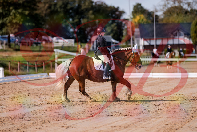 2026_10_03_Siefer-Hof_114425_Z81_87220864 | Professionelle Reitsport-, Turnier- und Eventfotografie von Robert Broda. Galerien mit ausgewählten und bearbeiteten Bildern direkt online ansehen und bestellen.