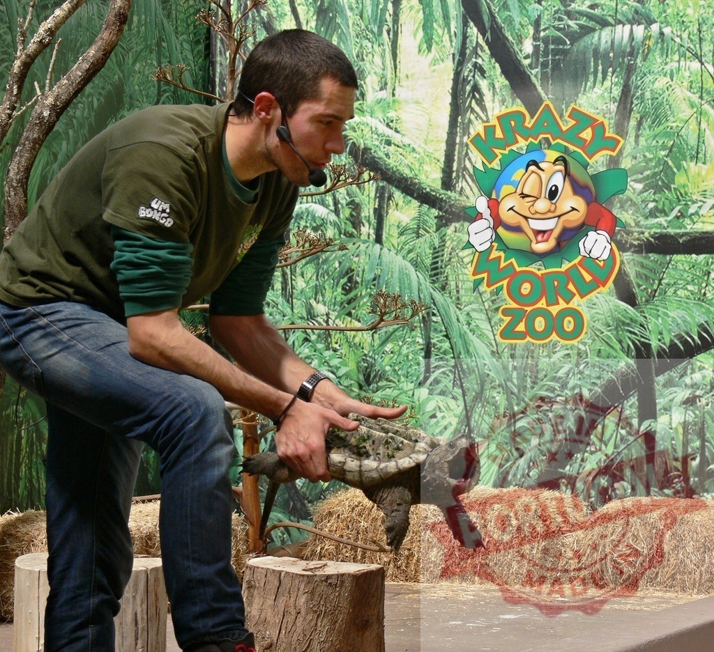 Man holding alligator snapping turtle at Krazy World Zoo | Man presenting an alligator snapping turtle during a show at Krazy World Zoo - Realisiert mit Pictrs.com