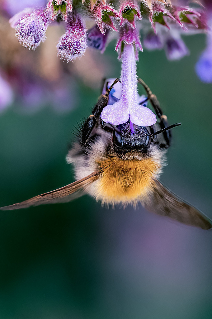 Kopfüber im Blütenkelch – Hamburg | Eine Hummel hängt kopfüber an einer Blüte auf der Suche nach Nektar – eingefangen aus ungewöhnlich naher Perspektive. - Realisiert mit Pictrs.com