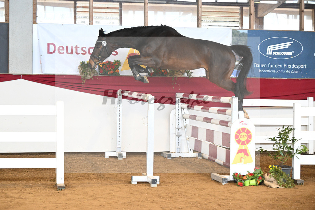 Kat-Nr. 5 Acira v. Adzaro de L Abbaye B_Lehr_16250842 | hf-fotografie - Realisiert mit Pictrs.com