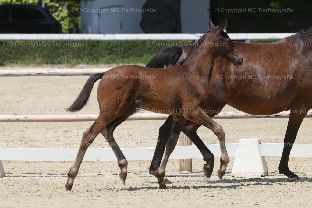 FohlenFotot.Warendorf20.06.26MCTierf.9C8A9123B | Pferdefotos online bestellen - Realisiert mit Pictrs.com