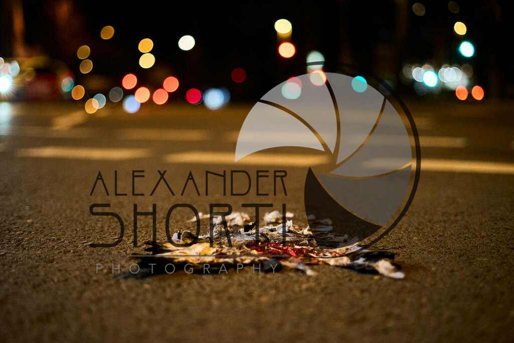 001__DSC05008 | alexandershorti - Realisiert mit Pictrs.com