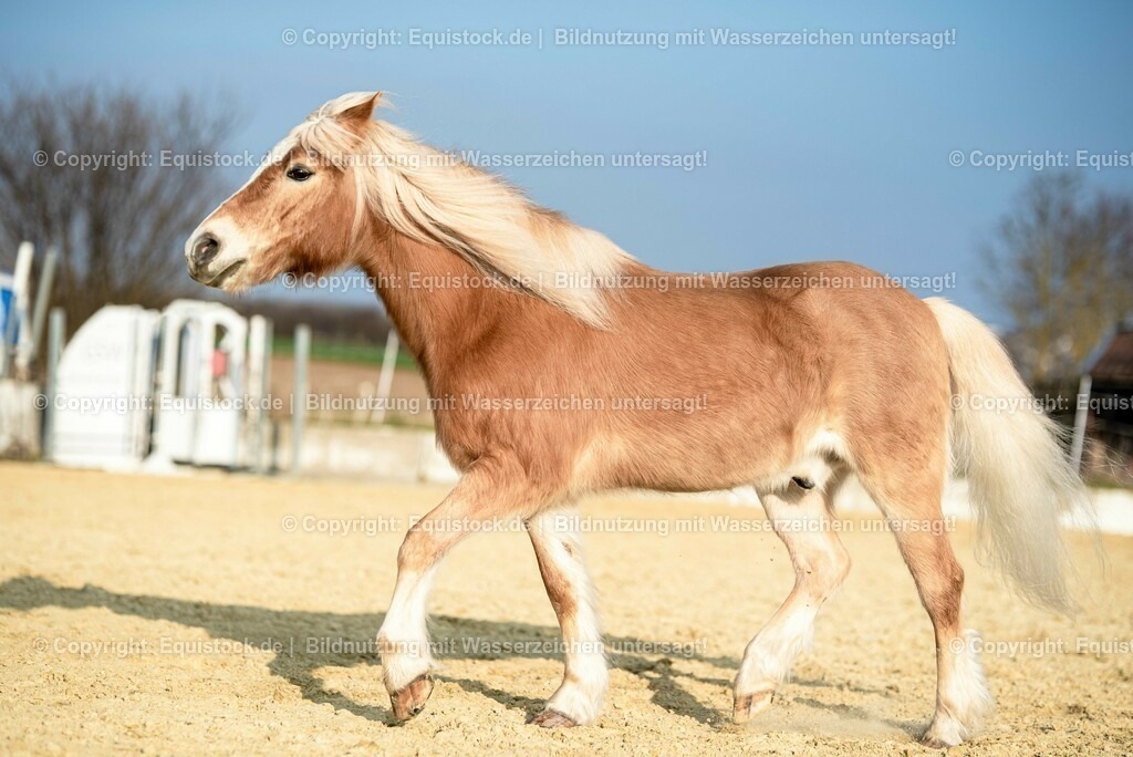 20230302_Haflinger-Cushing_0006 | equistock