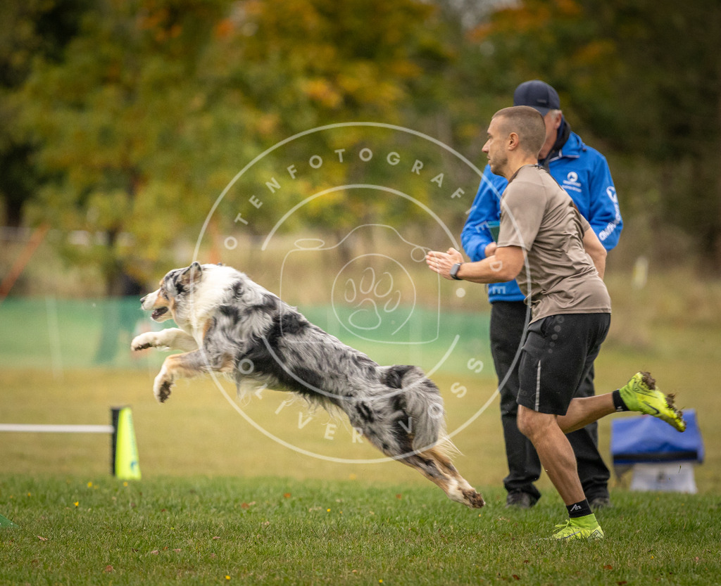 Pfotenfotografie_DV3A6973 | Hundefotografie, Tierfotograf, Pfotenfotografie, Fotoshooting Hund, Hunde Portrait, Hundesport, Hundeportraits, Heideshooting, Hunde, Sportfotograf, Hundefotograf, Turnierhundsport, THS,  - Realisiert mit Pictrs.com