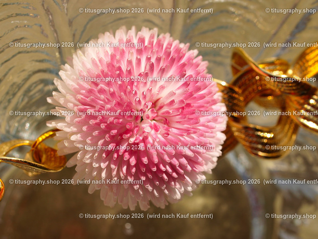 titusgraphy_P6010076-vz-ln | titusgraphy-shop: Geschenkideen mit Qualitätsfotos. titusgraphy-shop: gift ideas with quality photos. titusgraphy-shop: idées cadeaux avec photos de qualité.  - Realisiert mit Pictrs.com