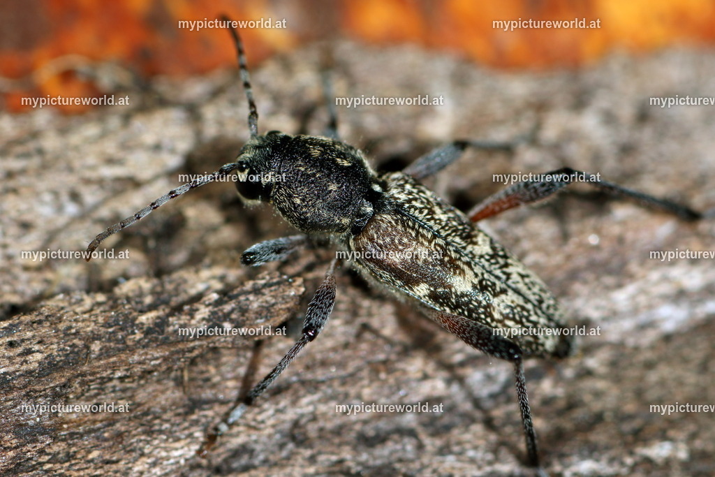 Xylotrechus rusticus-004 | Das Bilderarchiv über Tiere, Planzen und Landschaften. In der Bilddatenbank finden Sie ein große Auswahl an hochwertigen Bilder für Ihre Werbung - Realisiert mit Pictrs.com