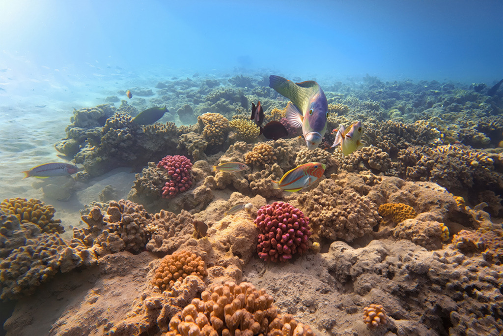fische_movie | wild’n free · authentic wildlife photography & premium xxl prints - Realisiert mit Pictrs.com