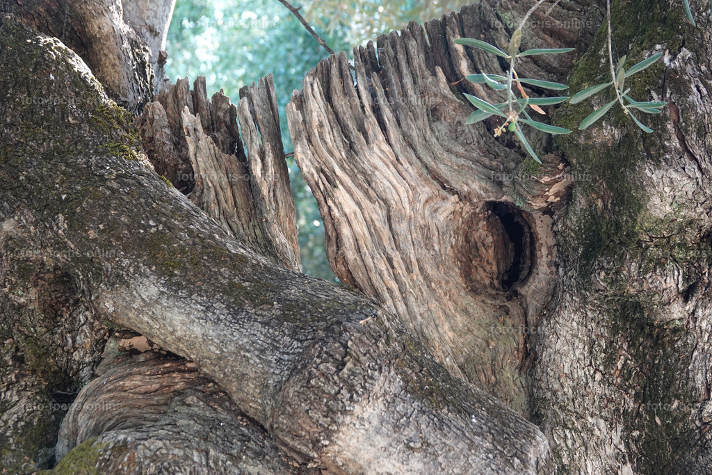 Stories of the Ancient Olive Trees | Ancient Olive Trees