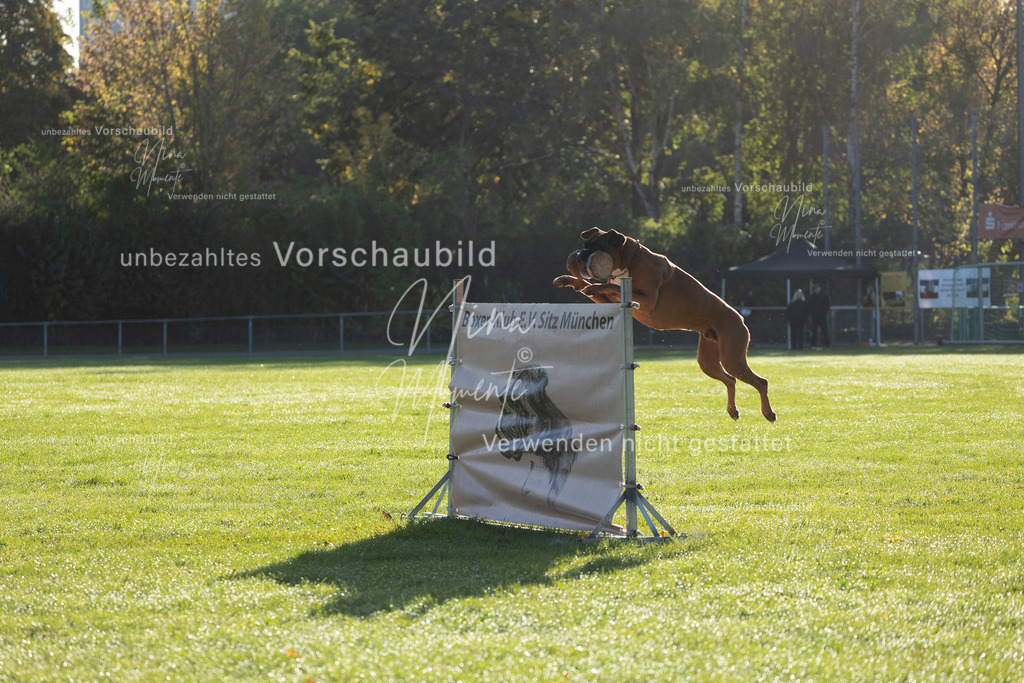 _16A6281 | Einzigartige Fotos von Hunden & Menschen –Actionfotos, Portraits, Vereinsaufnahmen & Paarshootings – authentisch, lebendig & mit Herz.