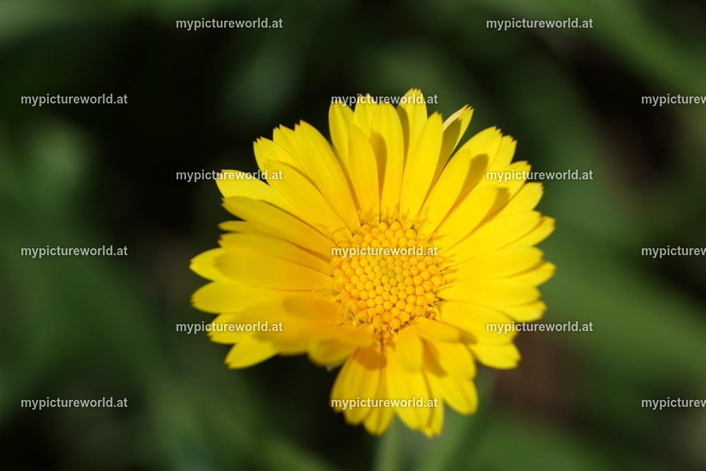 Ringelblume-002 | Das Bilderarchiv über Tiere, Planzen und Landschaften. In der Bilddatenbank finden Sie ein große Auswahl an hochwertigen Bilder für Ihre Werbung - Realisiert mit Pictrs.com
