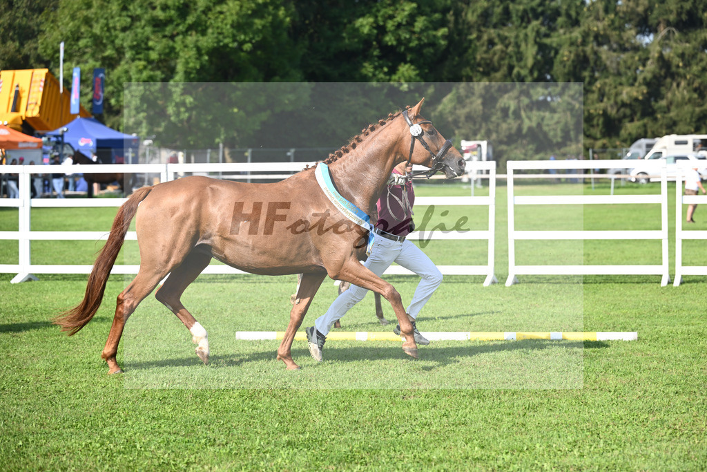 Kat-Nr. 7 Blue Eyes_Lechl_34240134 | hf-fotografie - Realisiert mit Pictrs.com