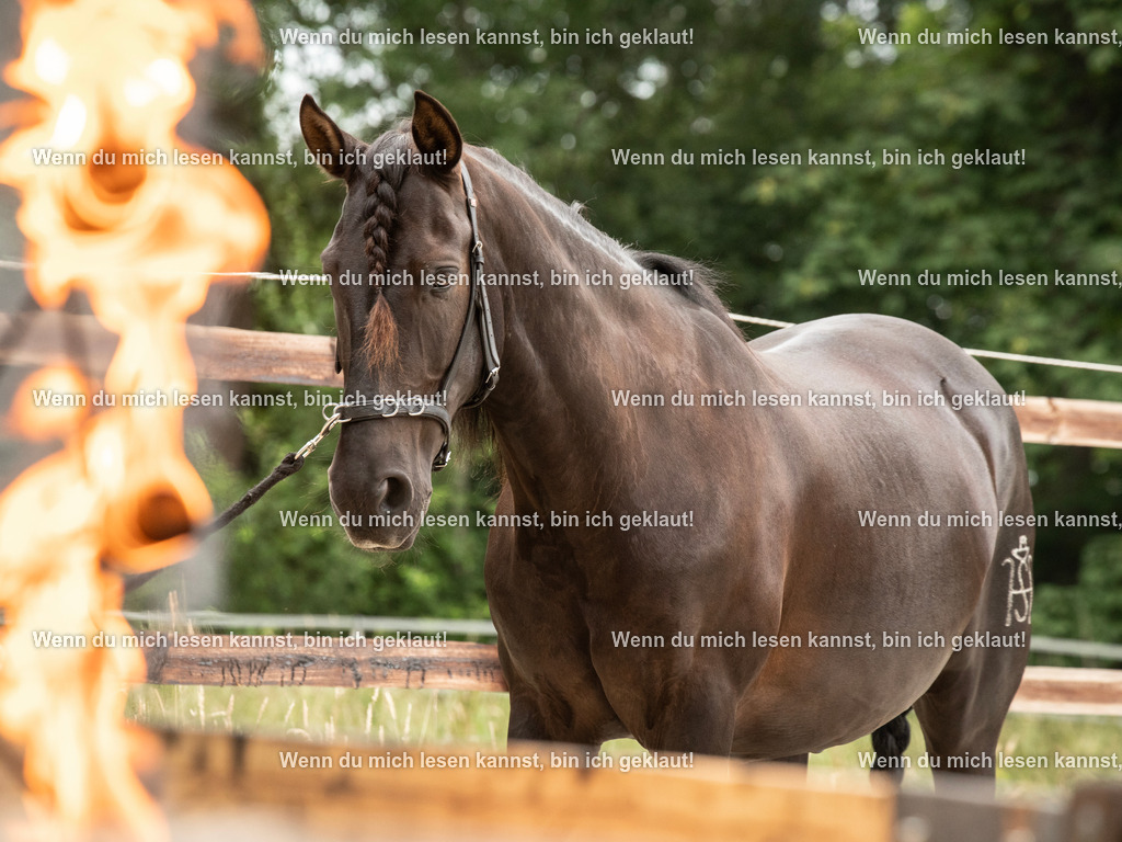 598A6916 | photographylinaismer - Realisiert mit Pictrs.com