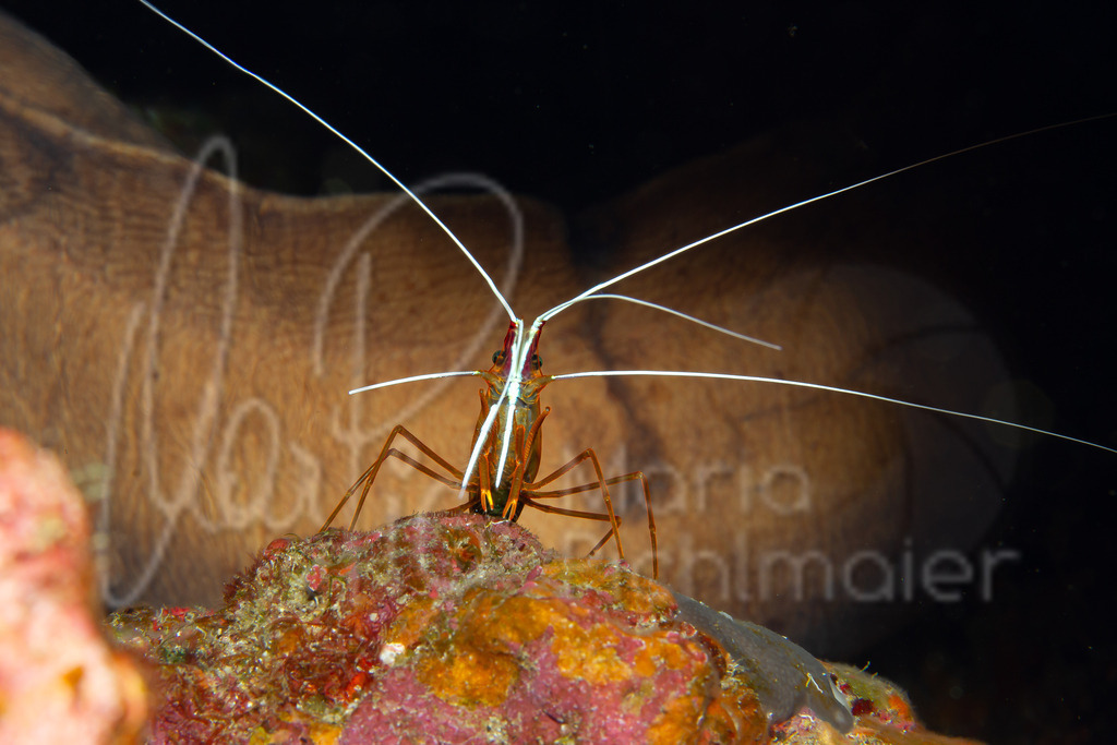 Lysmata amboinensis | Weißband-Putzergarnele - Realisiert mit Pictrs.com