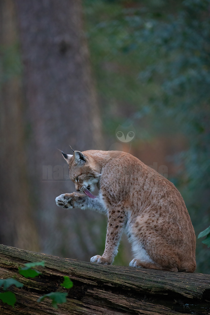 20191027171229 | Luchse sind Katzen und in Europa die größten Vertreter dieser Familie. Sie erreichen ungefähr die Größe eines Schäferhundes. Das Fell ist gefleckt, im Sommer ist es meistens rötlich braun und die Flecken sind stärker ausgeprägt. Im Winter wird das Fell dichter und wechselt hin zu einer eher bräunlich-grauen Färbung. - Realisiert mit Pictrs.com