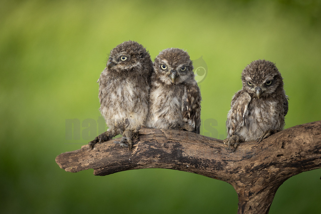R5NF5748_20240605 | Der Steinkauz ist eine kleine, kurzschwänzige Eulenart aus der Familie der Eigentlichen Eulen. Das Verbreitungsgebiet des Steinkauzes erstreckt sich über Eurasien und Nordafrika. Er ist ein charakteristischer Bewohner der Baumsteppe mit spärlicher oder niedriger Vegetation und jagt bevorzugt auf dem Boden. - Realisiert mit Pictrs.com