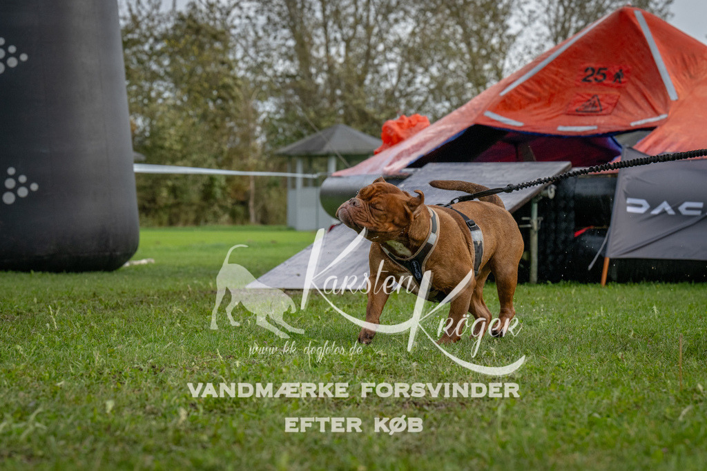 1219-93291 | kk-dogfotos