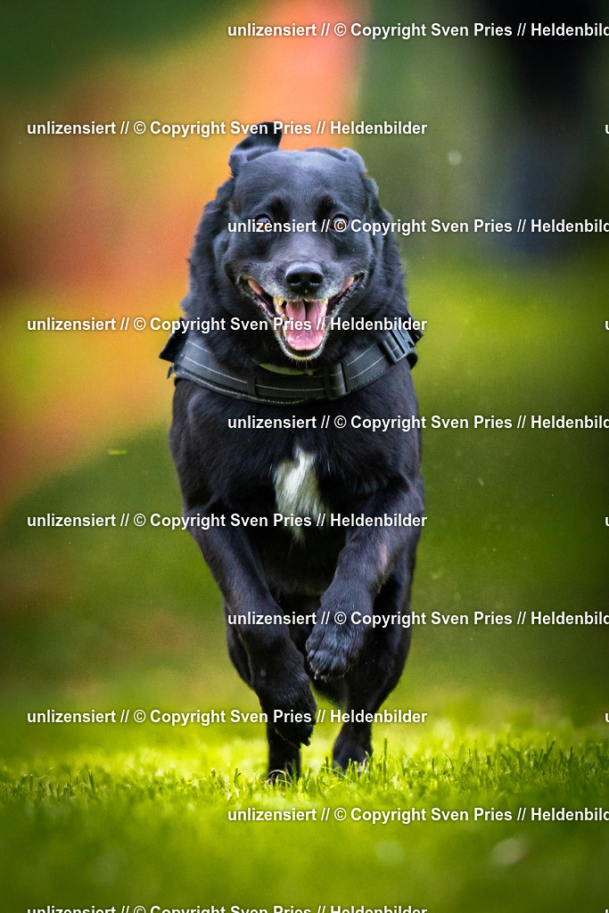 Sven Pries | 2025-09-21 - Hunderennen Baden-Oos - Realisiert mit Pictrs.com