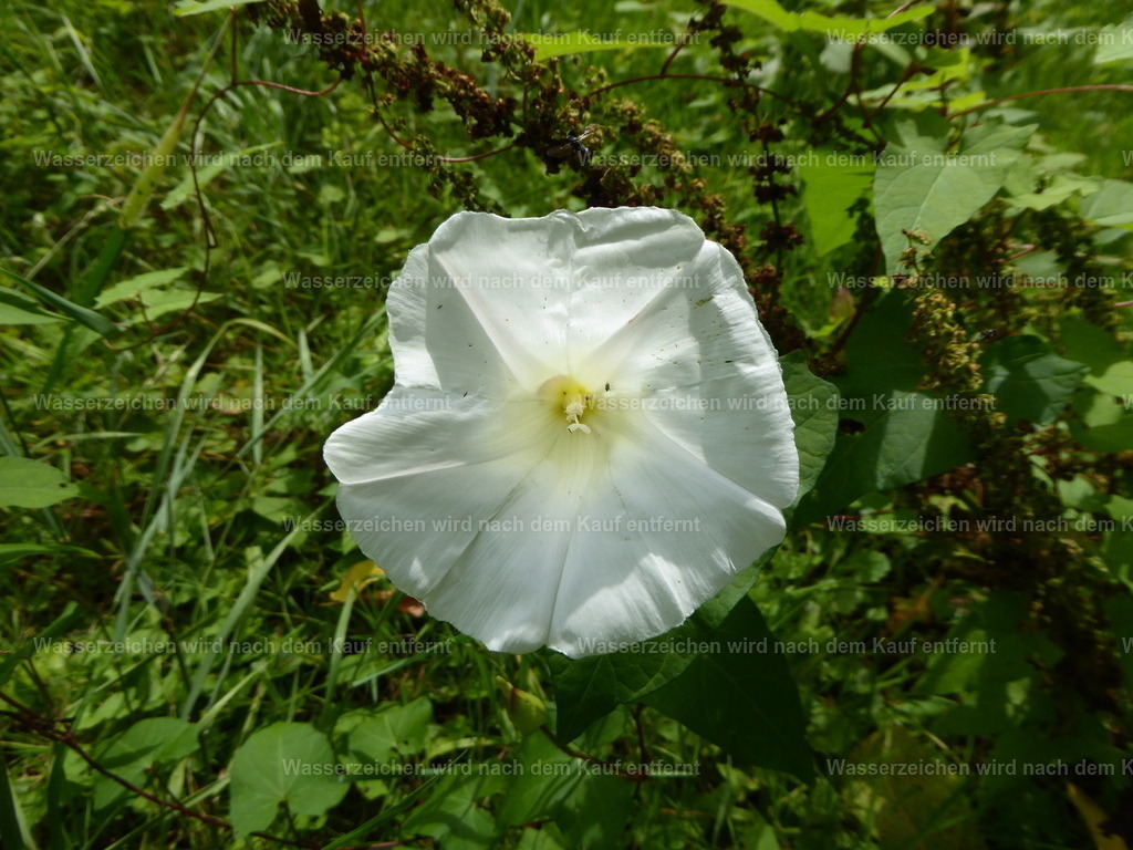 P1000103 | Entdecken Sie die faszinierende Welt von Norbert Michels: Surreale Kunstwerke, hochwertige Fotos, Leinwandbilder & Fotoprodukte wie Tassen mit bild7 - Realisiert mit Pictrs.com