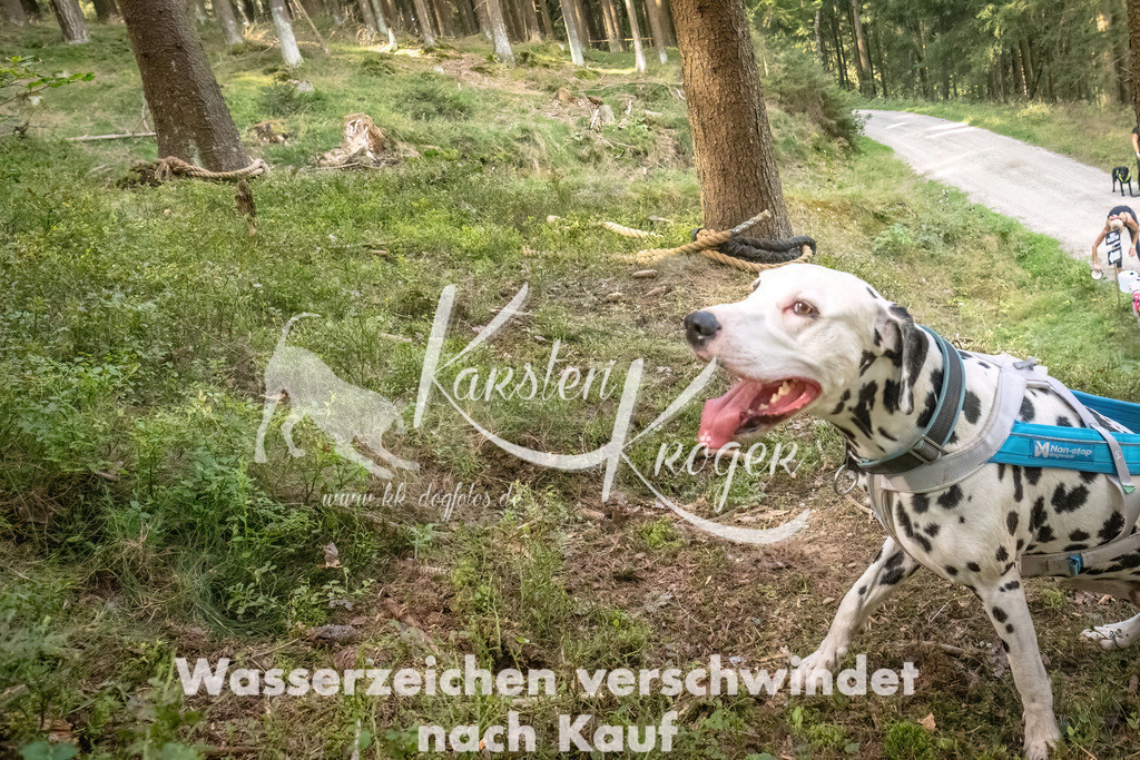 1046_ZZ92244 | kk-dogfotos