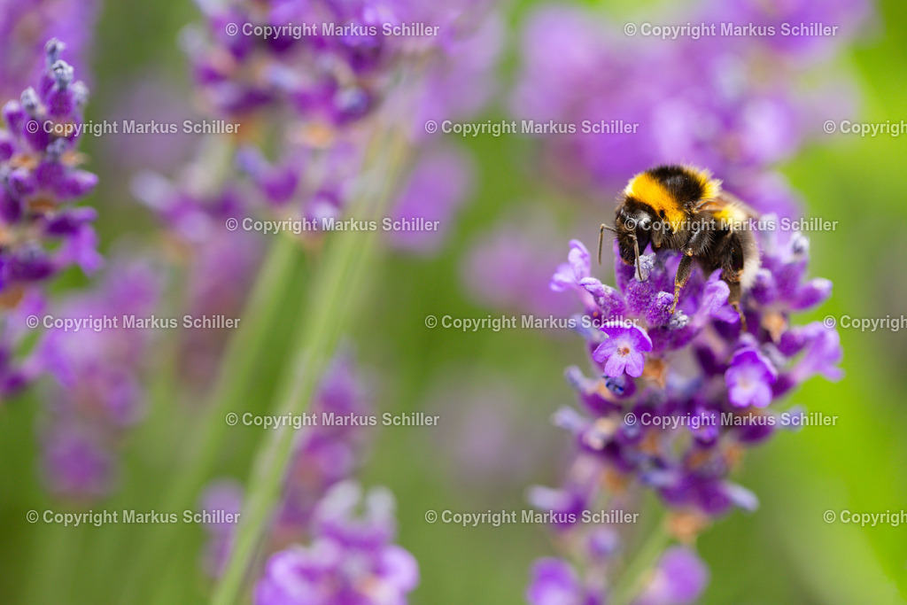 Hummel auf der Blüte | Eine Hummel, die an einer Blüte nascht - Realisiert mit Pictrs.com