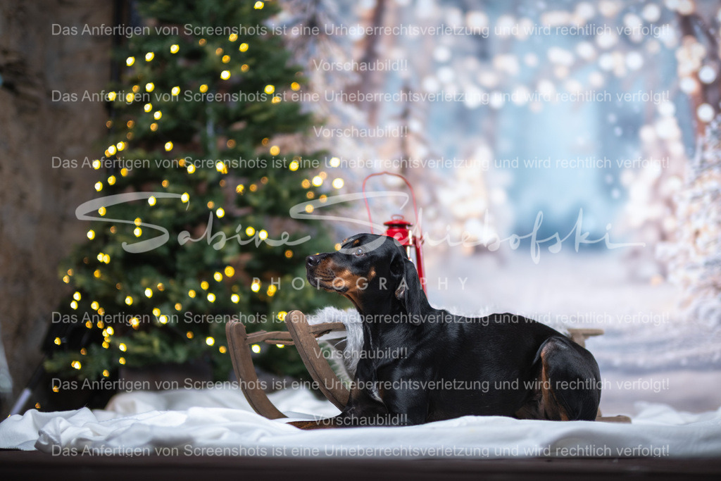 DSCF4339 | People- und Tierfotografie, Imageaufnahmen, Veranstaltungsfotografie und Wandbilder aus der Natur ★ Made in Germany ✔️ Druck + Downloads ✔️ Naturfotografie in Top Qualität ★ schneller Versand, weltweite Lieferung! - Realisiert mit Pictrs.com