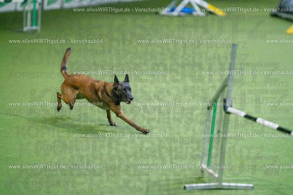 @allesWIRTHgut_Tierfotografie - www.allesWIRTHgut.de - 2604250826-7R506604 | Professionelle Tierfotografie in Mönchengladbach von Daniel Wirth (allesWIRTHgut). Liebevolle & natürliche Bilder von Hunden & Katzen für unvergessliche Erinnerungen.