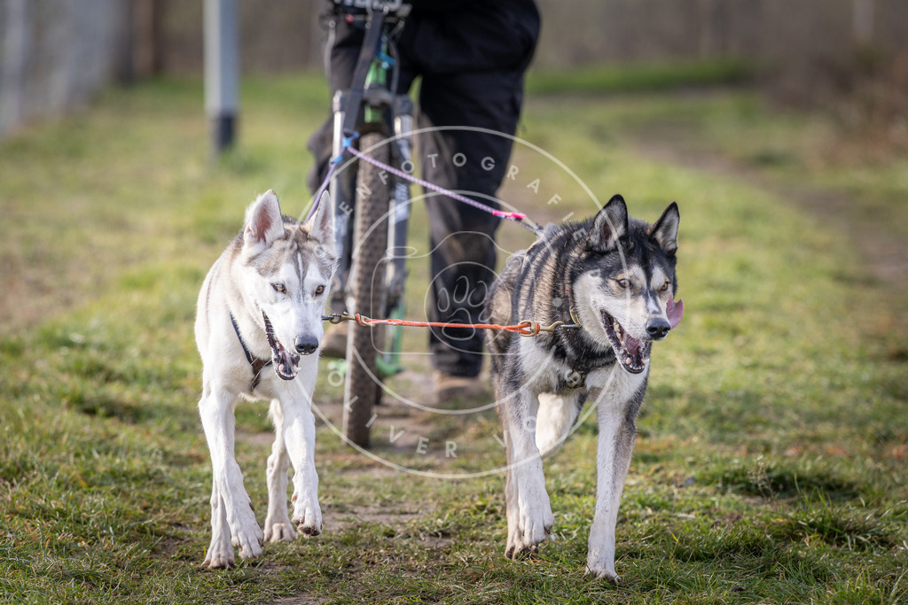 Pfotenfotografie_DV3A6903 | Hundefotografie, Tierfotograf, Pfotenfotografie, Fotoshooting Hund, Hunde Portrait, Hundesport, Hundeportraits, Heideshooting, Hunde, Sportfotograf, Hundefotograf, Turnierhundsport, THS,  - Realisiert mit Pictrs.com