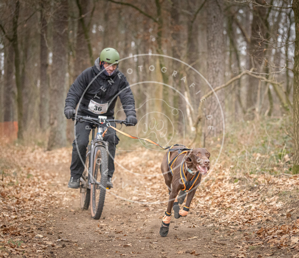 Pfotenfotografie_DV3A5514 | Hundefotografie, Tierfotograf, Pfotenfotografie, Fotoshooting Hund, Hunde Portrait, Hundesport, Hundeportraits, Heideshooting, Hunde, Sportfotograf, Hundefotograf, Turnierhundsport, THS,  - Realisiert mit Pictrs.com