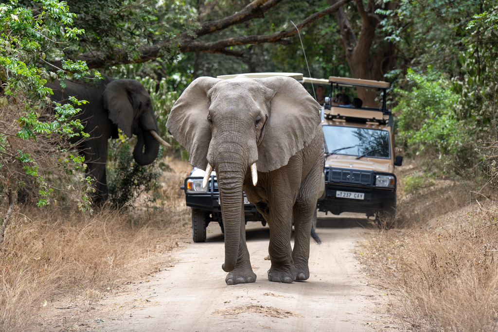 Lake Manyara Nationalpark - 27. September 2022 | Elefant im Lake Manyara Nationalpark.
Bild: Sportfotografie Markus Aeschimann | www.markus-aeschimann.ch - Realisiert mit Pictrs.com