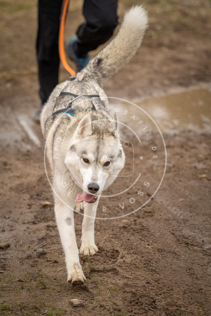 DV3A2743 | Hundefotografie, Tierfotograf, Pfotenfotografie, Fotoshooting Hund, Hunde Portrait, Hundesport, Hundeportraits, Heideshooting, Hunde, Sportfotograf, Hundefotograf, Turnierhundsport, THS,  - Realisiert mit Pictrs.com