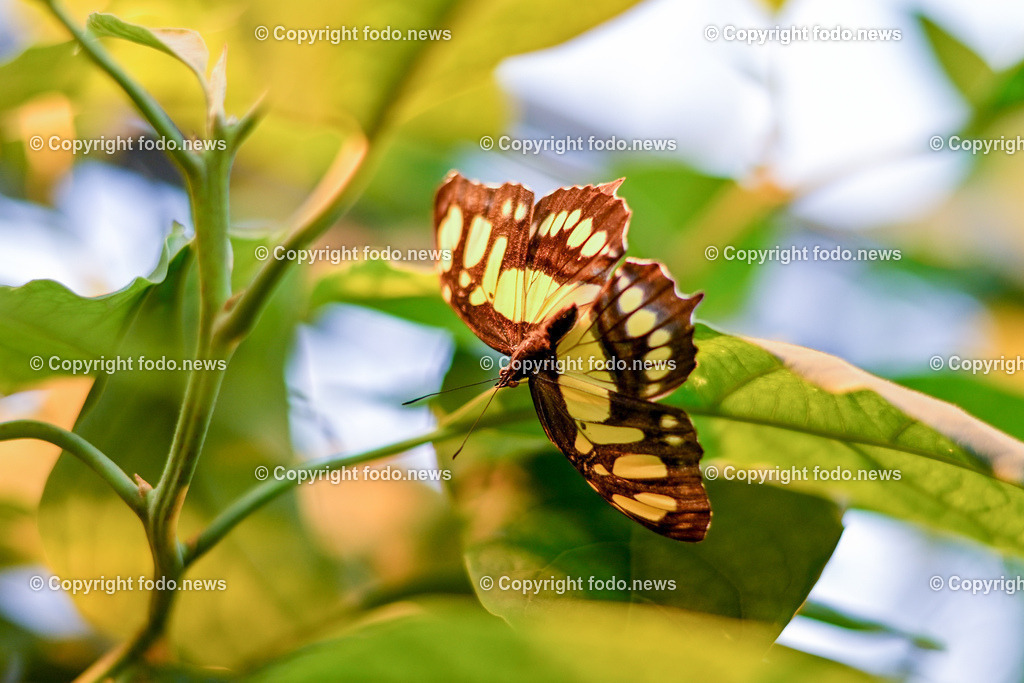 Botanischer Garten Linz_ Schmetterlinge_ 15.01.2025-6 | 15.01.2025, Botanischer Garten Linz, AUT, Schmetterlinge, im Bild tropische Schmetterlinge, Schmetterling, Falter, Natur, Tiere, Blumen, Pflanzen, Insekten, Butterfly, Exotisch, Tropenhaus, Feature, Symbolbild
