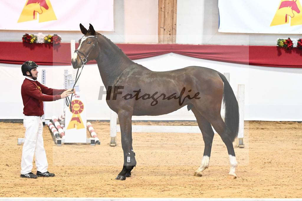 Kat-Nr. 1 Aganix Du Seigneur x Acorado_Unger_43231261 | hf-fotografie - Realisiert mit Pictrs.com