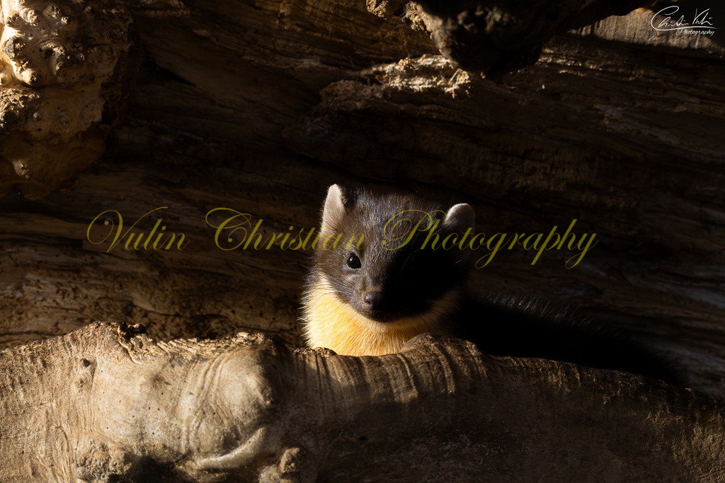 TPH 1 | Christian Vulin  - Realisiert mit Pictrs.com