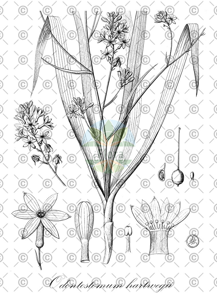 HistAbb_wfo-0001140413_2_ENZY_Simple | Historische Abbildung von Odontostomum hartwegii - Tecophilaeaceae | Historical Illustration of Odontostomum hartwegii - Tecophilaeaceae