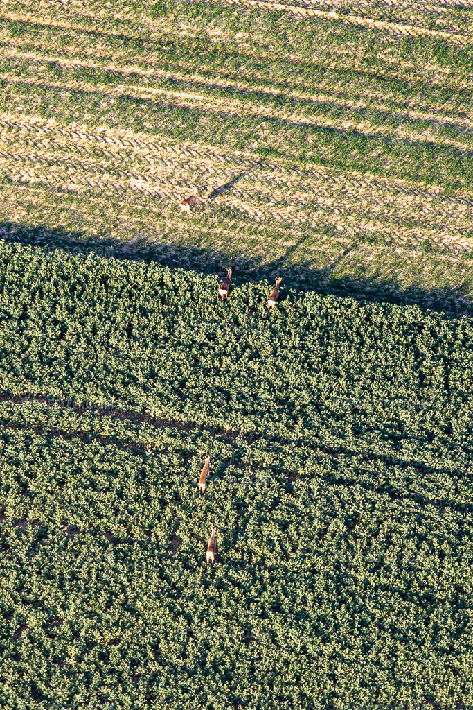 Aerial view: Wild in the field in Niederlauterbach in the state Bas-Rhin, France.Photo: IMG_130979.jpg taken on 03/22/2022 by Werner Riehm/FLY-FOTO.comResolution of the original: 1480 x 2220 px