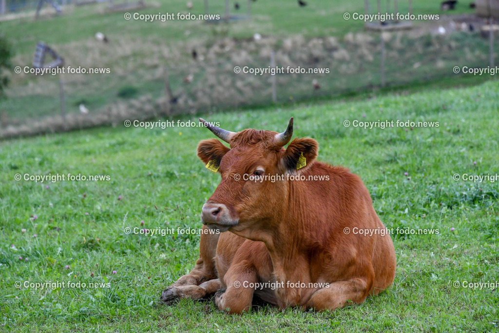 Deutschland_ Baden-Wuerttemberg_ Weilheim an der Teck_ 13.09.2025-1 | 13.09.2025, Deutschland, GER, Baden-Wuerttemberg, Weilheim an der Teck am Fuße der Schwaebischen Alb, im Bild Themenbild, Kuh, Rind, Hoerner, Weide, Wiese, Landwirtschaft, Tier, Natur, gruene Wiese, Bauernhof, Ohrmarken, Tierhaltung, Landleben, Sommer, Landschaft, Landwirtschaftsbetrieb, Feature, Symbolbild