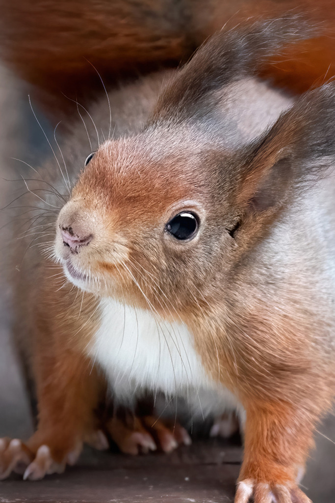 Eichhörnchen (red squirrel) | Deutschland | WILD﻿﻿LIFE · NATURE | just﻿love · justSOMEWHERE · just poster | ﻿POSTER | LEINWAND | FINEART | HOLZDRUCK | FOREX-FOTODRUCK | ALU-DIBOND | ACRYLGLAS | WILD'N FREE | germany | the netherlands | kenya | vietnam | egypt | wildtiere | eichhörnchen - Realisiert mit Pictrs.com
