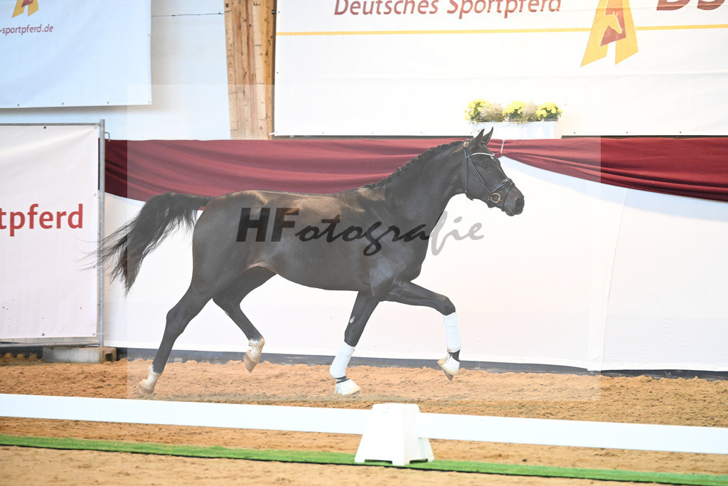 Kat-Nr. 19 v. Desperados_Reesink Horses_66220312 | hf-fotografie - Realisiert mit Pictrs.com