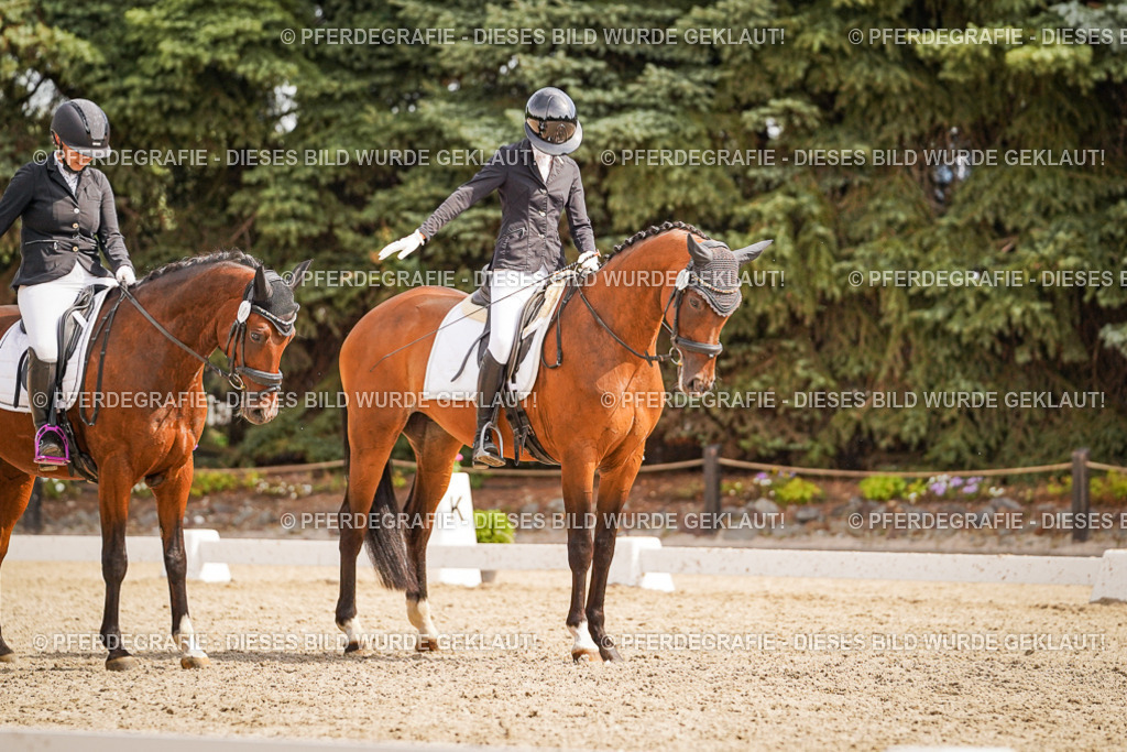 DSC01386 | Pferdegrafie