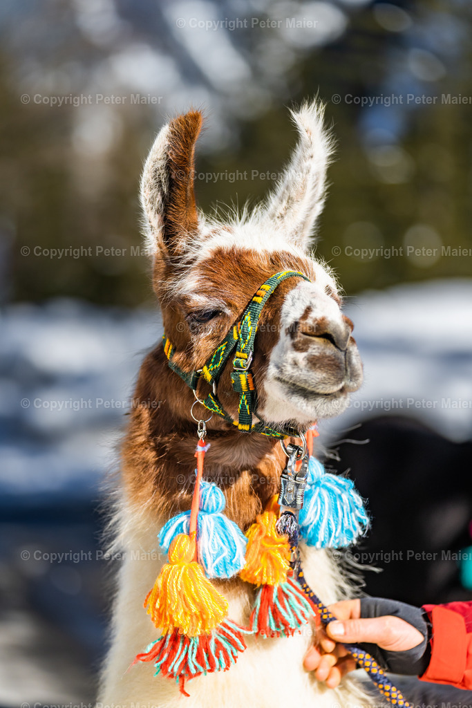 Lama_Wanderung_Winter_Stapitzer_See-181 | piet_flosse