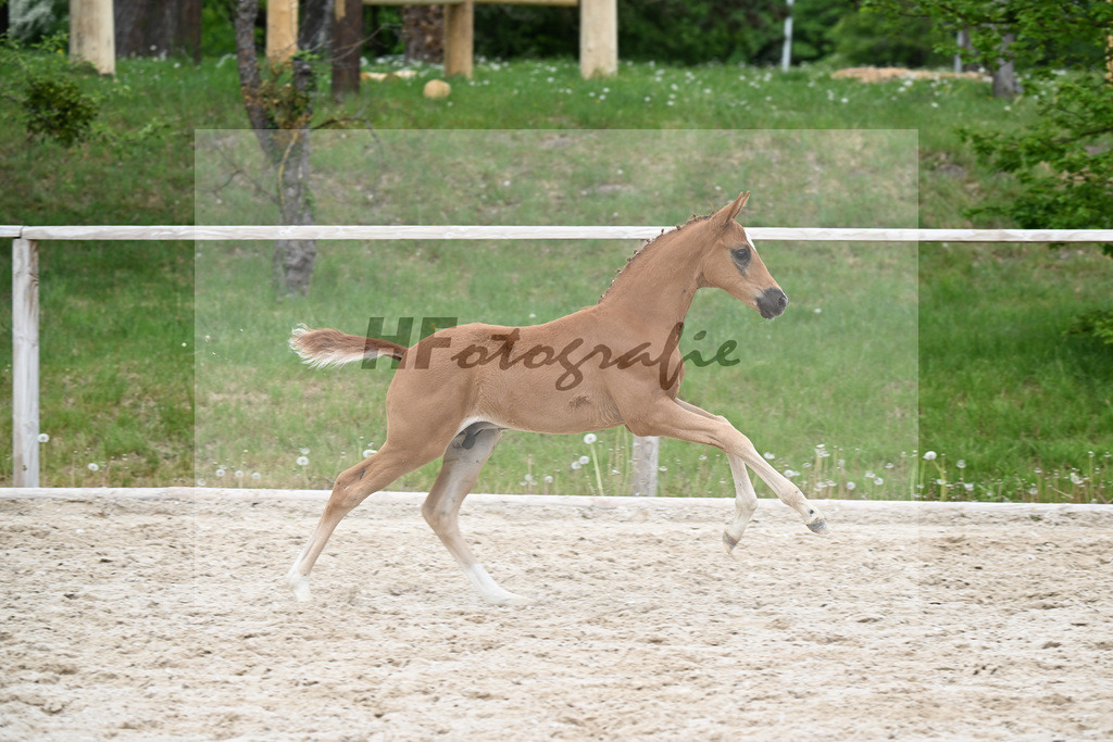 Kat-Nr. 29 HF Bonds in Gold x Destano_Goeth_24260806 | hf-fotografie - Realisiert mit Pictrs.com