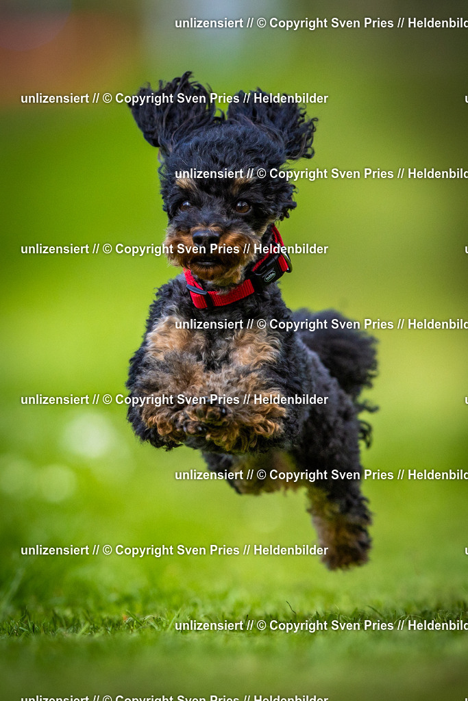 Sven Pries | 2025-04-13 - Hunderennen Baden-Baden - Realisiert mit Pictrs.com