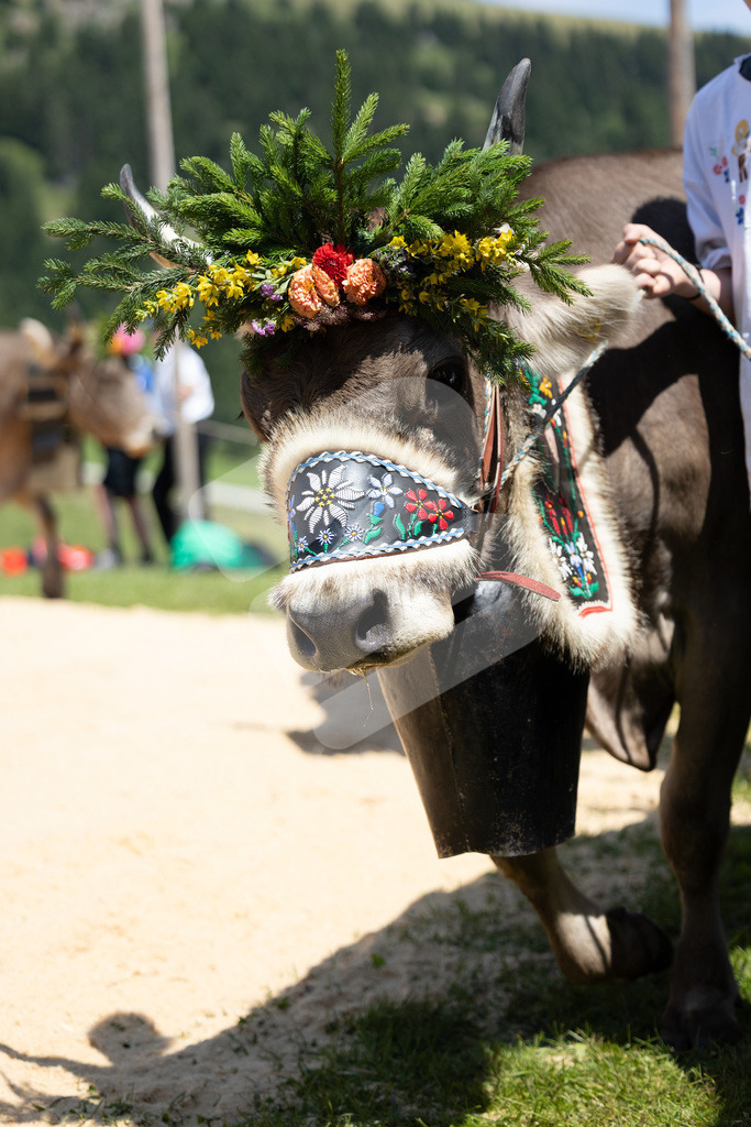 Rigi2025_2077 | Die Schwinger des Schwyzer Kantonalen Schwingerverbandes: Fotos, die Dynamik und Leidenschaft festhalten, sowie emotionale Momente aus dem traditionellen Schwingsport zeigen. - Realisiert mit Pictrs.com