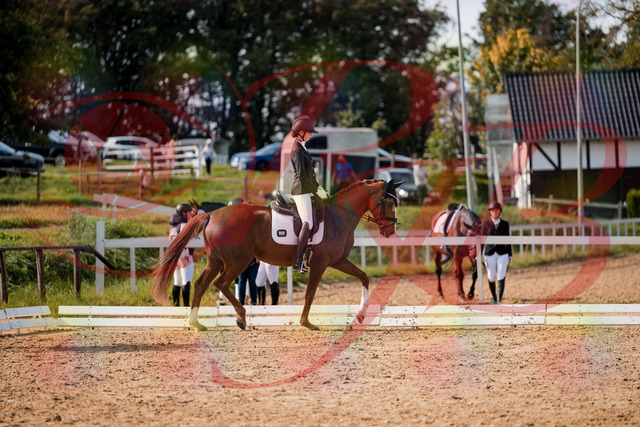 2026_10_03_Siefer-Hof_132856_Z63_90451197 | Professionelle Reitsport-, Turnier- und Eventfotografie von Robert Broda. Galerien mit ausgewählten und bearbeiteten Bildern direkt online ansehen und bestellen.