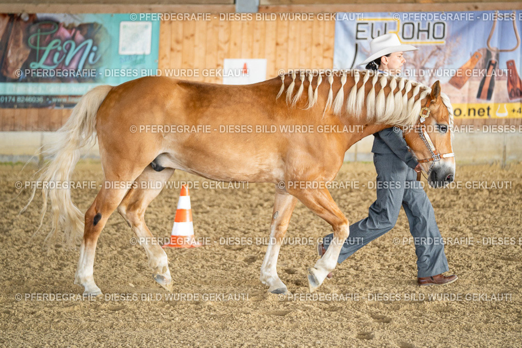 DSC07577 | Pferdegrafie